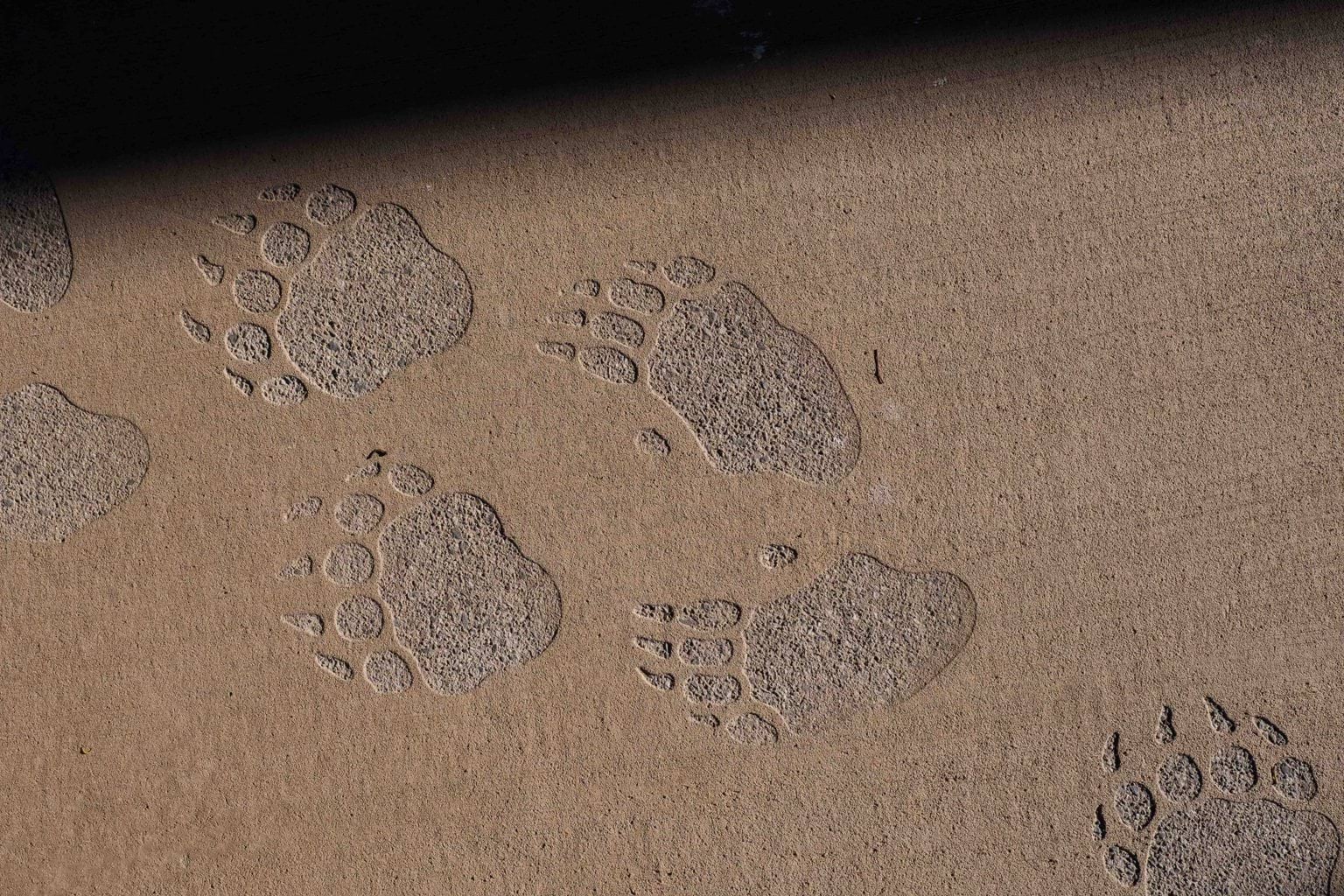 Close up of wombat footprint impressions on brown paving.
